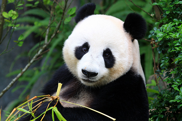 Zoo de Beauval